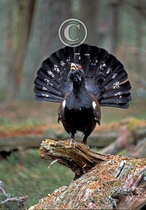 Capercaillie  DM0485